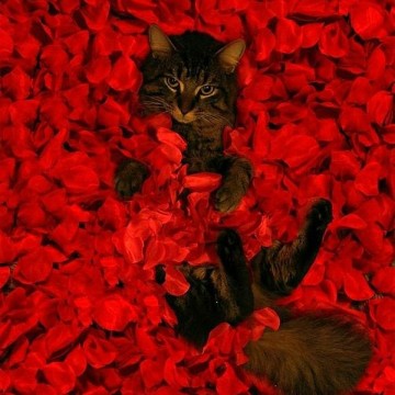 キジトラ猫バラの花の猫画像