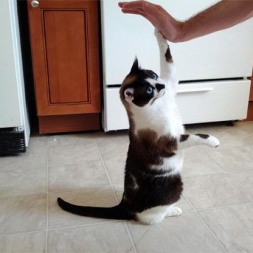 黒白猫子猫ハイタッチ！の猫画像