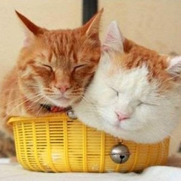 茶トラ猫茶トラ白猫カゴ昼寝の猫画像