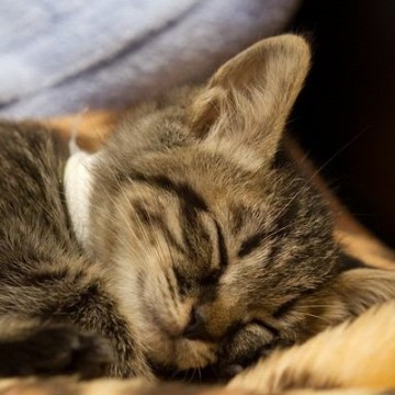 キジトラ猫子猫昼寝の猫画像