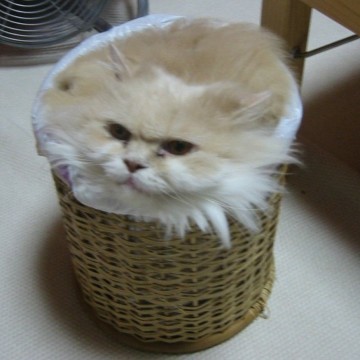 茶トラ猫ゴミ箱の猫画像