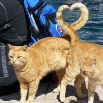 茶トラ猫ハート海の猫画像