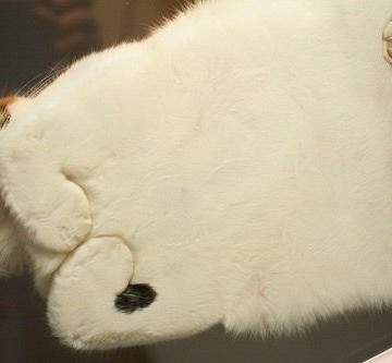 キジトラ白猫腹の猫画像