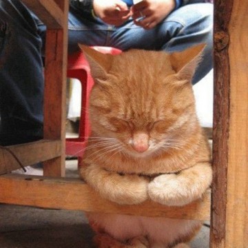 茶トラ猫椅子昼寝の猫画像