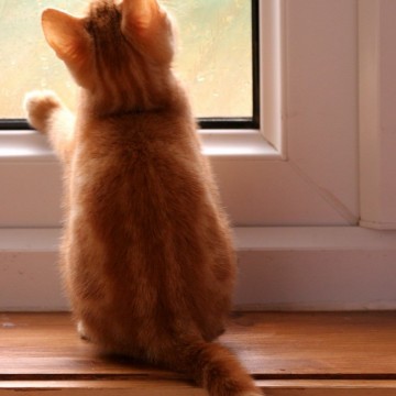 茶トラ猫子猫窓の猫画像