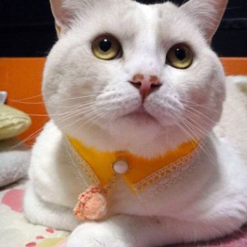 白猫スカーフ屋内の猫画像