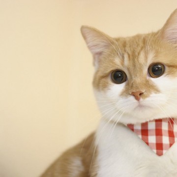茶トラ白猫スカーフの猫画像