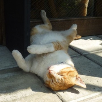 茶トラ白猫昼寝屋外の猫画像
