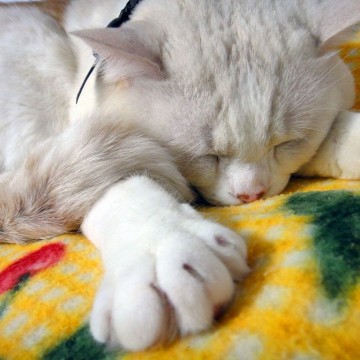 白猫昼寝毛布の猫画像