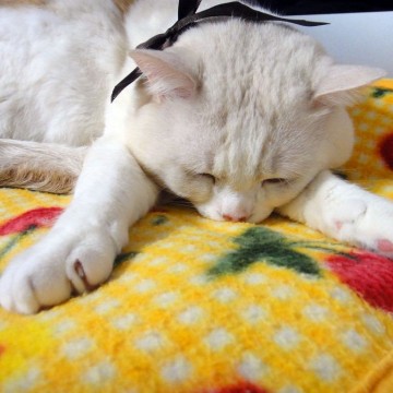 白猫昼寝毛布の猫画像