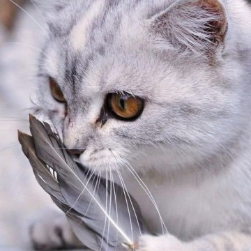 サバトラ猫羽の猫画像