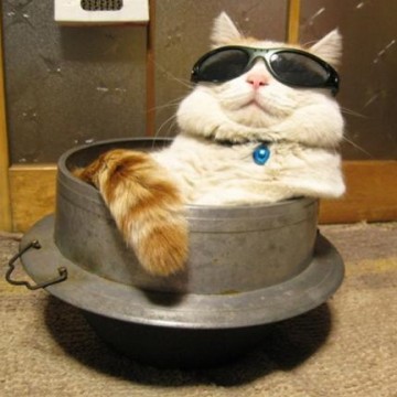 茶トラ白猫釜サングラスの猫画像