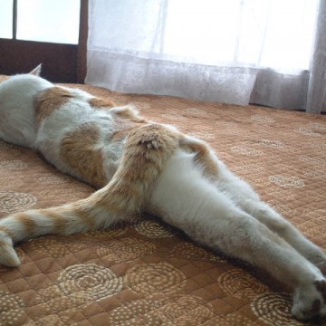 茶トラ白猫昼寝の猫画像