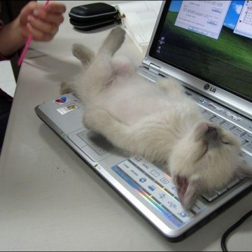 ポインテッド猫子猫昼寝パソコンの猫画像