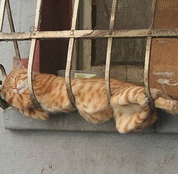 茶トラ猫昼寝の猫画像
