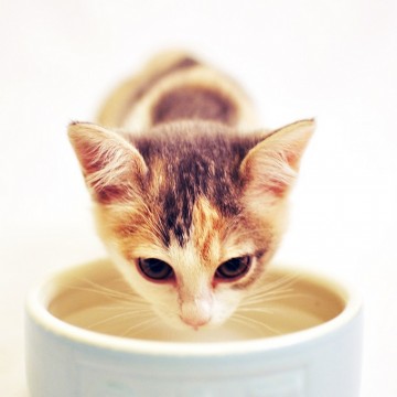 茶トラ白猫子猫水の猫画像