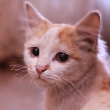 茶トラ白猫子猫の猫画像