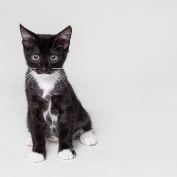 黒白猫子猫の猫画像