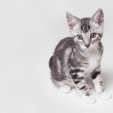 サバトラ白猫子猫の猫画像