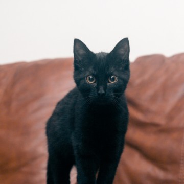 黒猫子猫ソファーの猫画像