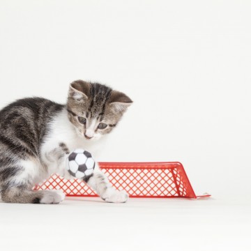 キジトラ白猫子猫サッカーの猫画像