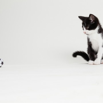 ハチワレ猫子猫サッカーの猫画像