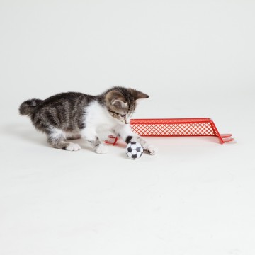 キジトラ白猫子猫サッカーの猫画像