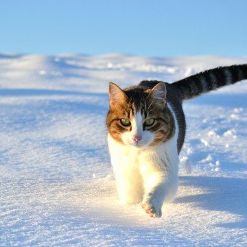 キジトラ白猫雪の猫画像