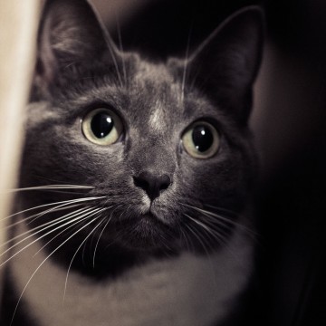 黒白猫の猫画像