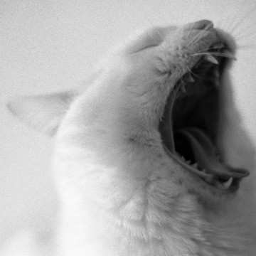 白猫あくびの猫画像