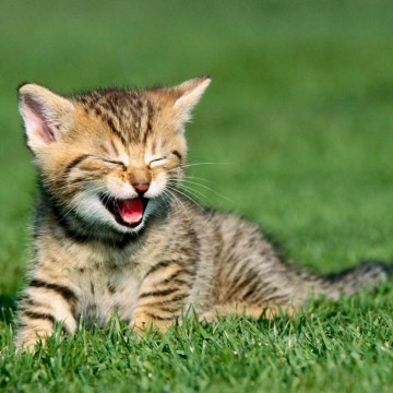 キジトラ猫子猫芝生の猫画像