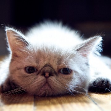 ポインテッド猫子猫フローリングの猫画像
