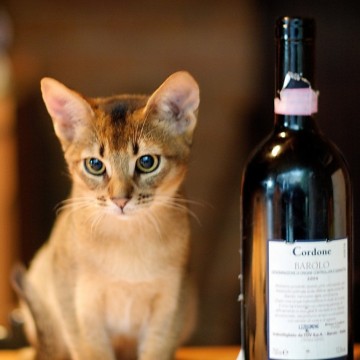 茶トラ白猫子猫ワインの猫画像