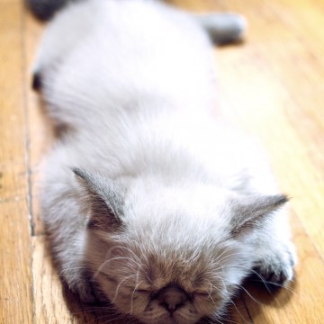ポインテッド猫子猫昼寝の猫画像