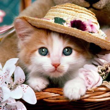 茶トラ白猫子猫帽子の猫画像