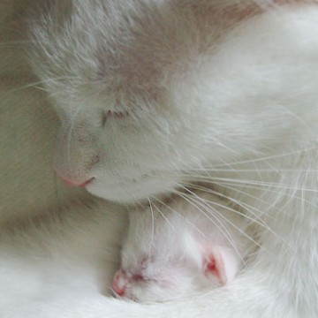 白猫子猫親子の猫画像