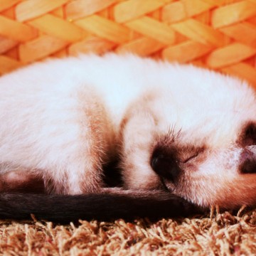 ポインテッド猫子猫昼寝の猫画像