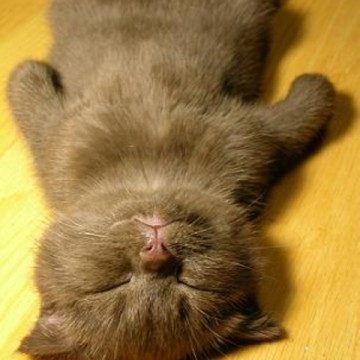 灰猫子猫昼寝の猫画像