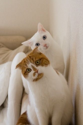 白猫茶トラ白猫屋内の猫画像