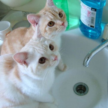 茶トラ白猫子猫洗面台の猫画像