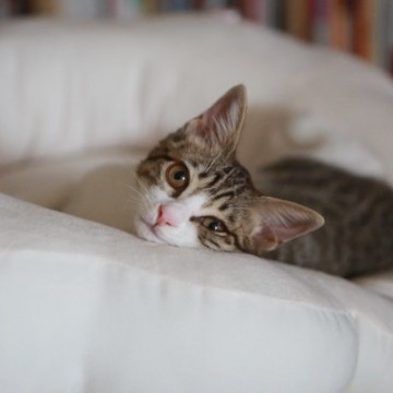 キジトラ白猫子猫ソファーの猫画像