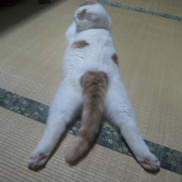 茶トラ白猫昼寝畳の猫画像