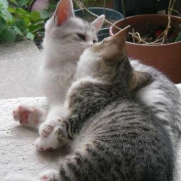 キジトラ白猫子猫屋外の猫画像