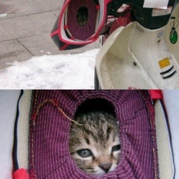 キジトラ猫子猫バイクの猫画像