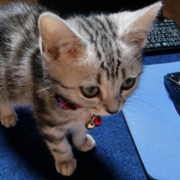 サバトラ猫子猫パソコンの猫画像