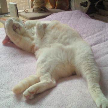 白猫昼寝布団の猫画像