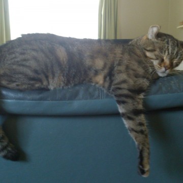 キジトラ猫昼寝ソファーの猫画像
