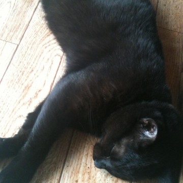 黒猫子猫昼寝の猫画像