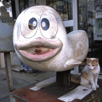 茶トラ白猫子猫オバQの猫画像