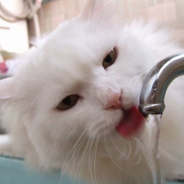 白猫水の猫画像